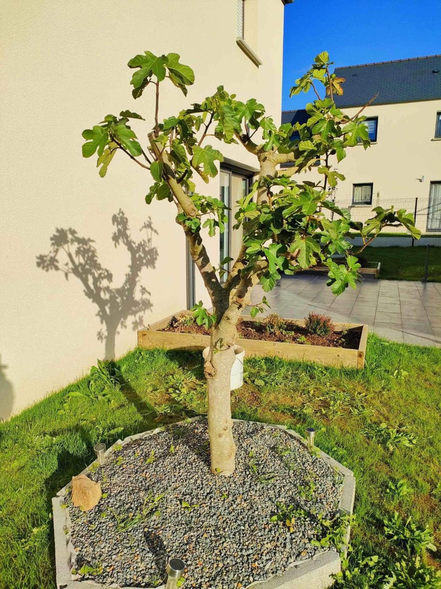Jenny Gite - Homestay Plancoet Екстер'єр фото